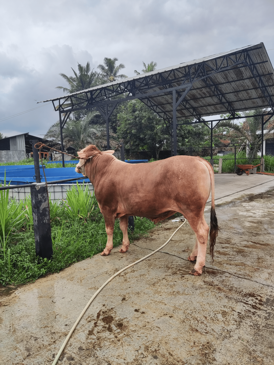 Dokumentasi Sapi 450kg